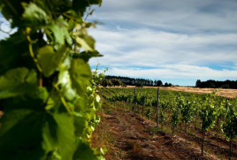 UFRO presentará productos vitivinícolas desarrollados junto a pequeños agricultores regionales