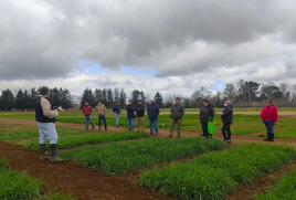 Pequeños productores de Freire realizaron visita técnica al Campo Experimental Maquehue 