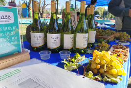 Exitosa 1° Muestra de Vinos y Sabores en Angol congregó a viñas de la Región La Araucanía