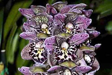 orquideas VIU