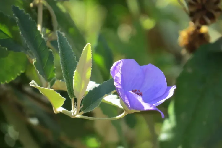 Especie La Huella-1webp