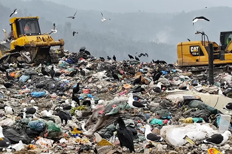 basura-IMA