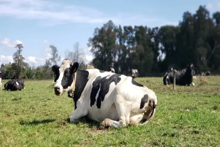Collares inteligentes